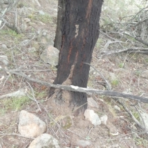 Papyrius nitidus at Theodore, ACT - suppressed