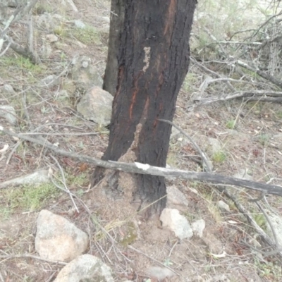 Papyrius nitidus (Shining Coconut Ant) at Theodore, ACT - 2 Feb 2019 by owenh