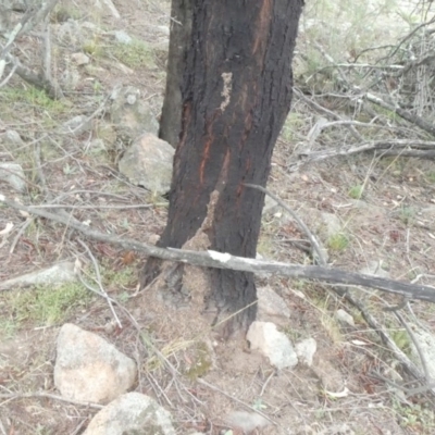 Papyrius nitidus (Shining Coconut Ant) at Tuggeranong Hill - 2 Feb 2019 by Owen