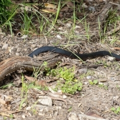 Pseudechis porphyriacus (Red-bellied Black Snake) at Bald Hills, NSW - 1 Feb 2019 by JulesPhotographer