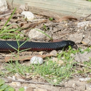 Pseudechis porphyriacus at Bald Hills, NSW - 1 Feb 2019 05:53 AM