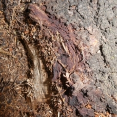 Papyrius nitidus (Shining Coconut Ant) at Tuggeranong Hill - 2 Feb 2019 by Owen