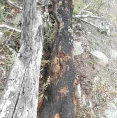 Papyrius nitidus (Shining Coconut Ant) at Tuggeranong Hill - 2 Feb 2019 by Owen