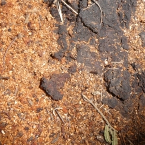 Papyrius nitidus at Theodore, ACT - suppressed