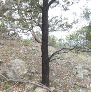 Papyrius nitidus at Theodore, ACT - suppressed