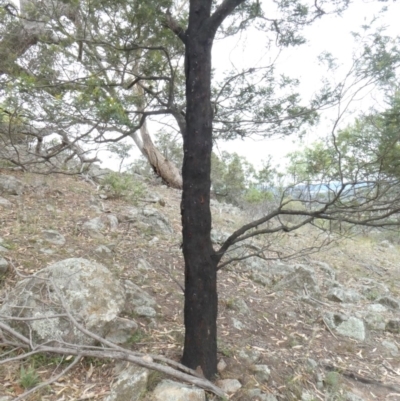 Papyrius nitidus (Shining Coconut Ant) at Tuggeranong Hill - 2 Feb 2019 by Owen