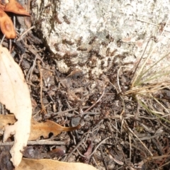 Papyrius nitidus at Theodore, ACT - suppressed