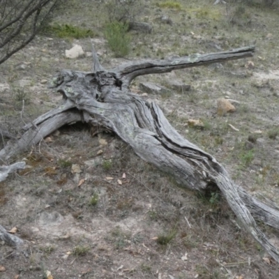 Papyrius nitidus (Shining Coconut Ant) at Tuggeranong Hill - 1 Feb 2019 by Owen