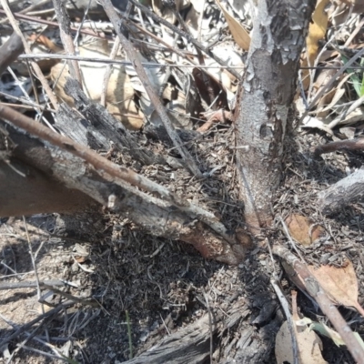 Papyrius nitidus (Shining Coconut Ant) at O'Malley, ACT - 3 Feb 2019 by Mike