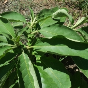 Solanum mauritianum at Isaacs, ACT - 3 Feb 2019