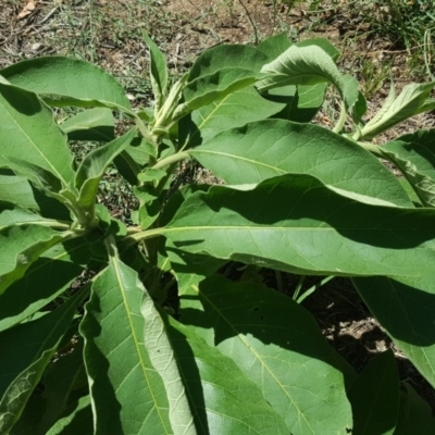 Solanum mauritianum (Wild Tobacco Tree) at Isaacs, ACT - 3 Feb 2019 by Mike