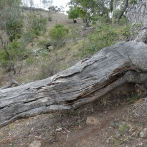 Papyrius nitidus at Theodore, ACT - suppressed