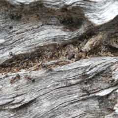 Papyrius nitidus at Theodore, ACT - suppressed