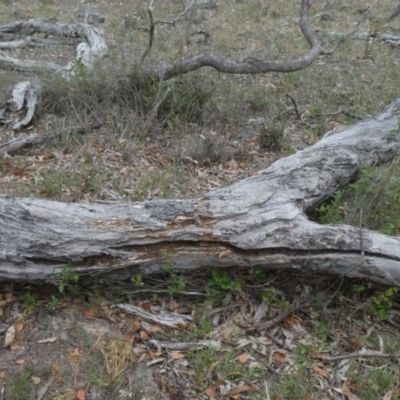 Papyrius nitidus (Shining Coconut Ant) at Tuggeranong Hill - 1 Feb 2019 by Owen