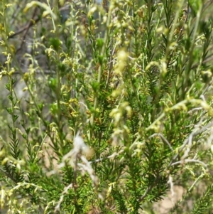 Cassinia sifton at Karabar, NSW - 3 Feb 2019 01:30 PM