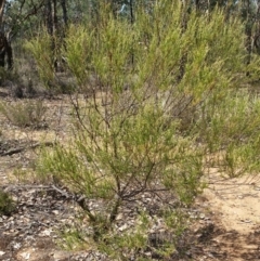 Cassinia sifton at Karabar, NSW - 3 Feb 2019