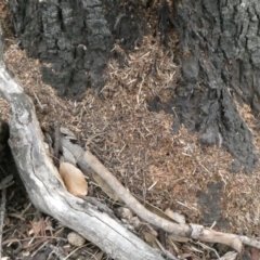 Papyrius nitidus (Shining Coconut Ant) at Tuggeranong Hill - 2 Feb 2019 by Owen