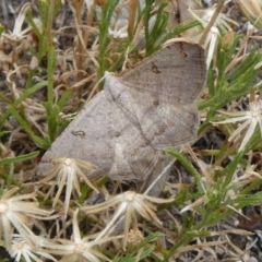 Dissomorphia australiaria (Dashed Geometrid, Ennominae) at Theodore, ACT - 2 Feb 2019 by owenh