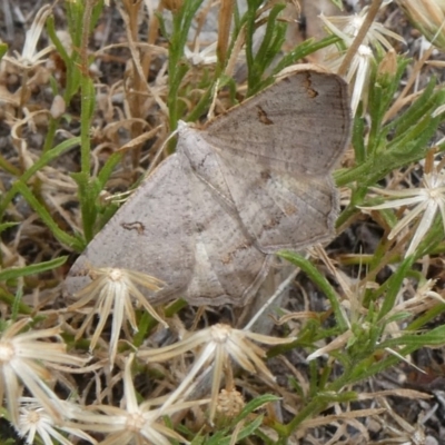 Dissomorphia australiaria (Dashed Geometrid, Ennominae) at Theodore, ACT - 2 Feb 2019 by owenh