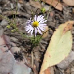 Brachyscome rigidula (Hairy Cut-leaf Daisy) at Karabar, NSW - 3 Feb 2019 by roachie