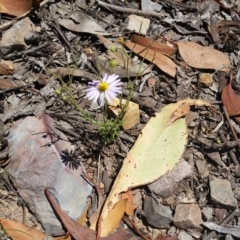 Brachyscome rigidula at Karabar, NSW - 3 Feb 2019 01:16 PM