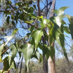 Brachychiton populneus subsp. populneus (Kurrajong) at Mount Jerrabomberra - 3 Feb 2019 by roachie