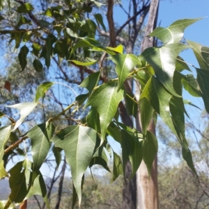 Brachychiton populneus subsp. populneus at Jerrabomberra, NSW - 3 Feb 2019