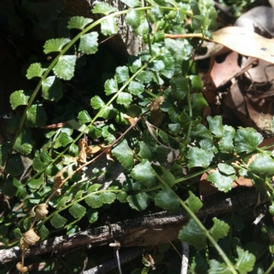 Asplenium flabellifolium (Necklace Fern) at Mount Jerrabomberra - 3 Feb 2019 by roachie