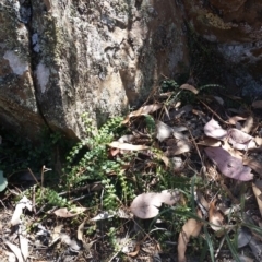 Asplenium flabellifolium at Jerrabomberra, NSW - 3 Feb 2019