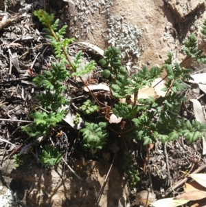 Cheilanthes sieberi at Jerrabomberra, NSW - 3 Feb 2019