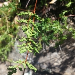 Cheilanthes sieberi at Jerrabomberra, NSW - 3 Feb 2019