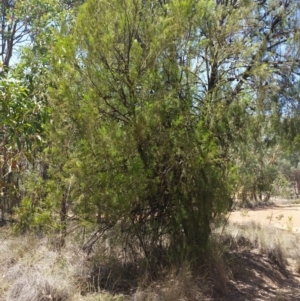 Exocarpos cupressiformis at Karabar, NSW - 3 Feb 2019
