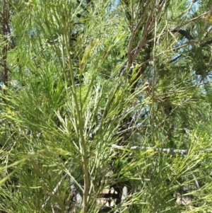 Exocarpos cupressiformis at Karabar, NSW - 3 Feb 2019 01:27 PM