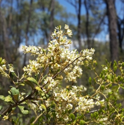 Bursaria spinosa (Native Blackthorn, Sweet Bursaria) at Karabar, NSW - 3 Feb 2019 by roachie