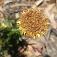 Coronidium oxylepis subsp. lanatum (Woolly Pointed Everlasting) at Mount Jerrabomberra - 3 Feb 2019 by roachie