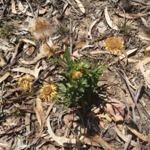 Coronidium oxylepis subsp. lanatum at Jerrabomberra, NSW - 3 Feb 2019