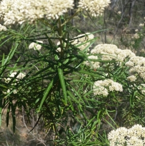 Cassinia longifolia at Jerrabomberra, NSW - 3 Feb 2019