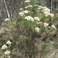 Cassinia longifolia at Jerrabomberra, NSW - 3 Feb 2019