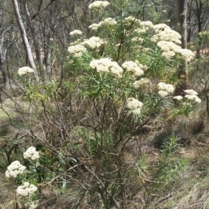 Cassinia longifolia at Jerrabomberra, NSW - 3 Feb 2019