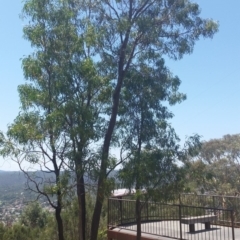 Acacia implexa (Hickory Wattle) at Jerrabomberra, NSW - 3 Feb 2019 by roachie