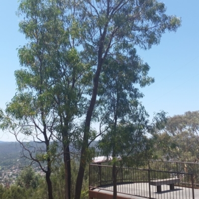 Acacia implexa (Hickory Wattle, Lightwood) at Mount Jerrabomberra QP - 3 Feb 2019 by roachie