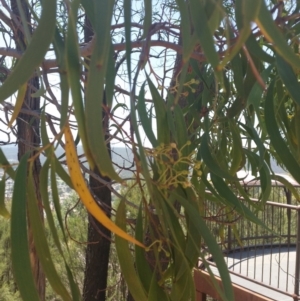 Acacia implexa at Jerrabomberra, NSW - 3 Feb 2019 12:45 PM