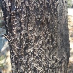 Acacia implexa at Jerrabomberra, NSW - 3 Feb 2019 12:45 PM