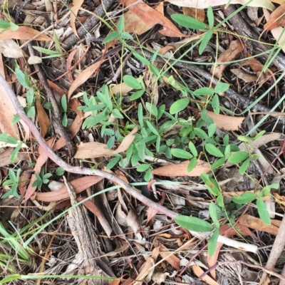 Glycine sp. at Yarralumla, ACT - 1 Feb 2019 by ruthkerruish