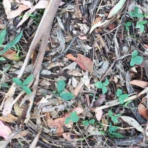 Glycine sp. at Yarralumla, ACT - 1 Feb 2019 10:00 AM