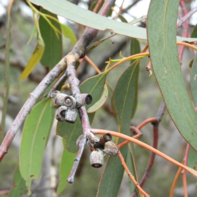 Eucalyptus nortonii (Mealy Bundy) at Tennent, ACT - 1 Feb 2019 by MatthewFrawley