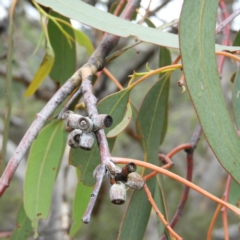 Eucalyptus nortonii (Large-flowered Bundy) at Tennent, ACT - 1 Feb 2019 by MatthewFrawley