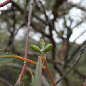Eucalyptus nortonii at Namadgi National Park - 2 Feb 2019