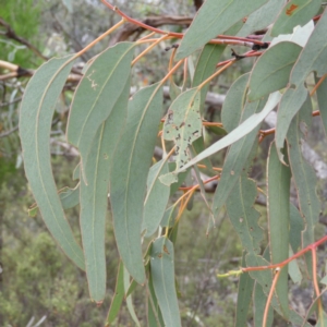 Eucalyptus nortonii at Tennent, ACT - 2 Feb 2019