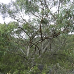 Eucalyptus nortonii at Tennent, ACT - 2 Feb 2019